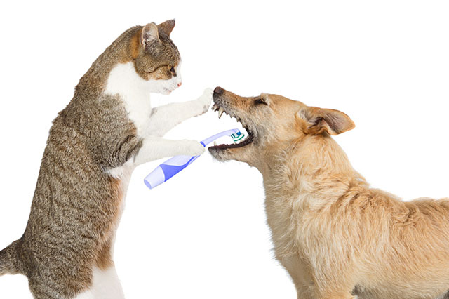 Dental Care image