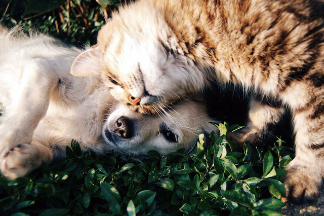 Pet care image